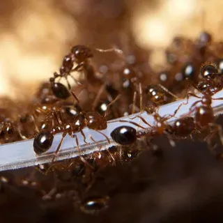 thumbnail for publication: Fire Ants